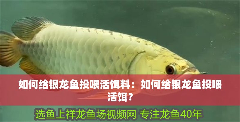 如何給銀龍魚投喂活餌料：如何給銀龍魚投喂活餌？