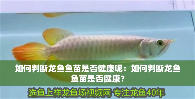如何判斷龍魚魚苗是否健康呢：如何判斷龍魚魚苗是否健康？