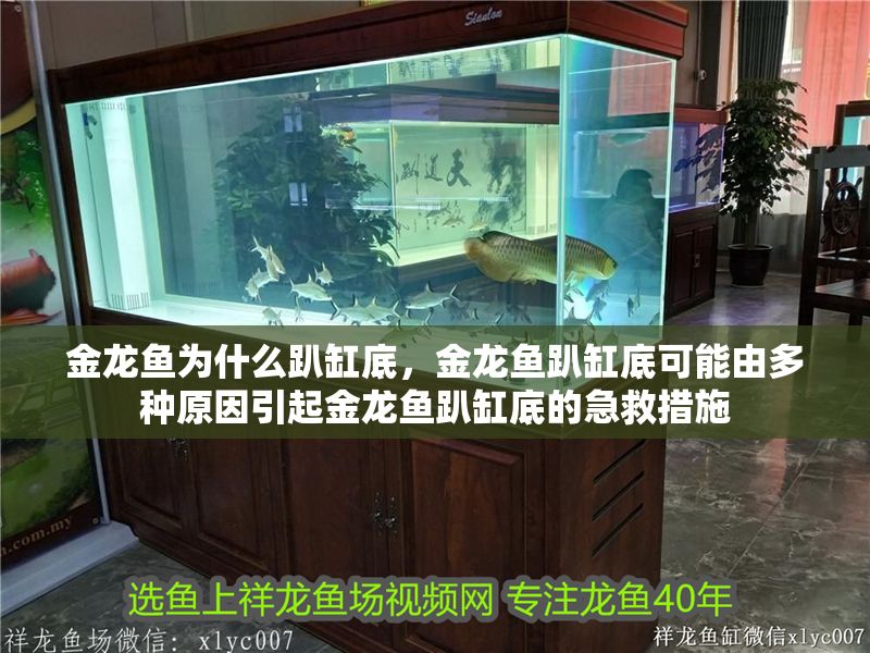 金龍魚為什么趴缸底，金龍魚趴缸底可能由多種原因引起金龍魚趴缸底的急救措施