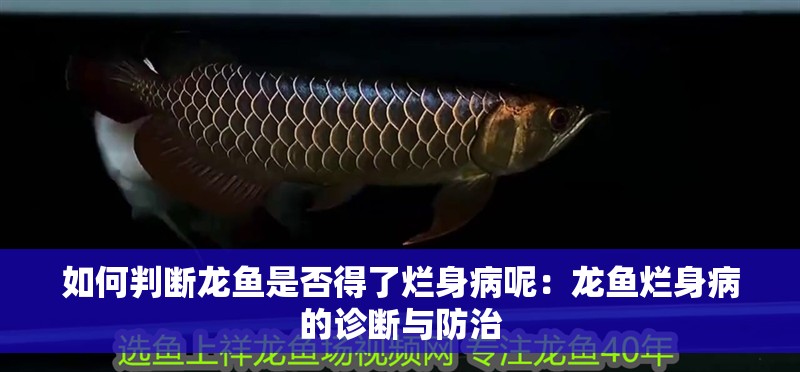 如何判斷龍魚是否得了爛身病呢：龍魚爛身病的診斷與防治