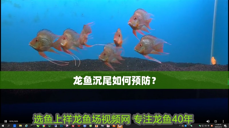 龍魚沉尾如何預防？