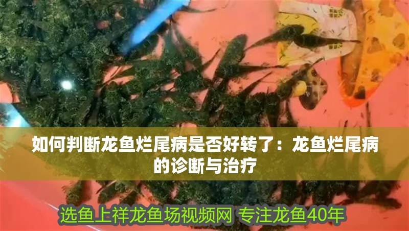 如何判斷龍魚爛尾病是否好轉了：龍魚爛尾病的診斷與治療