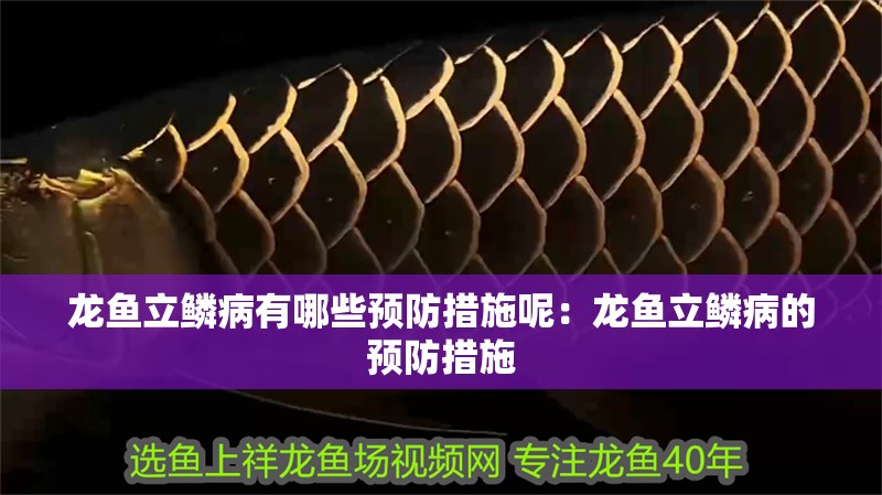 龍魚立鱗病有哪些預防措施呢：龍魚立鱗病的預防措施