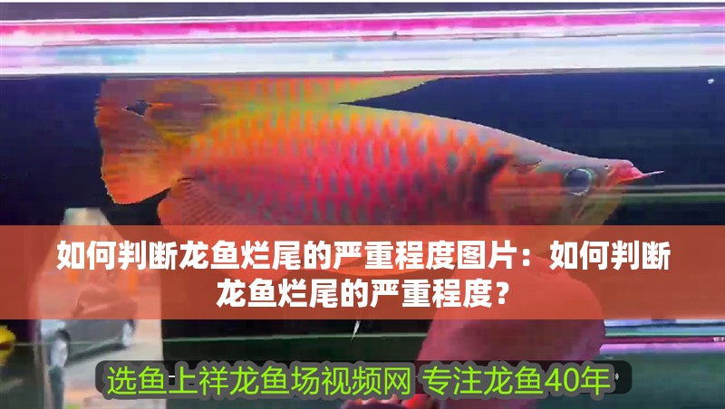 如何判斷龍魚爛尾的嚴(yán)重程度圖片：如何判斷龍魚爛尾的嚴(yán)重程度？