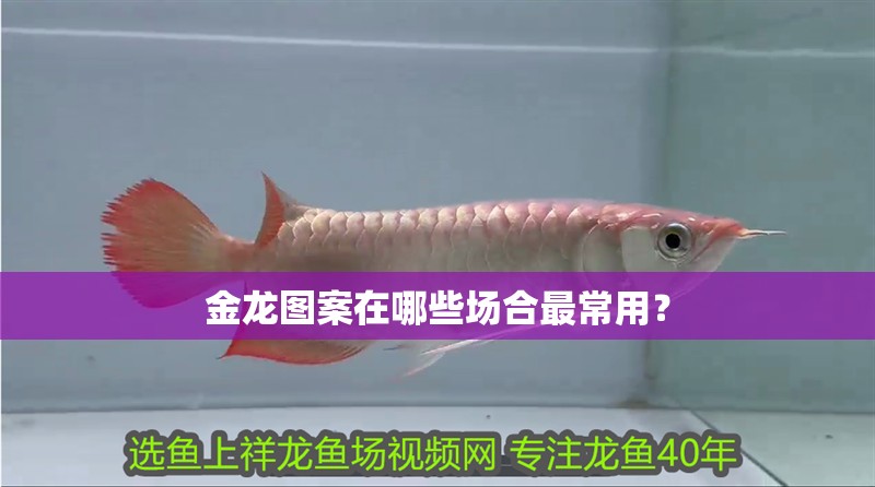 金龍圖案在哪些場合最常用？ 金龍圖案在哪些場合最常用？ 龍魚百科