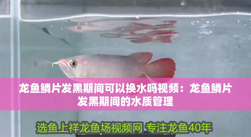 龍魚鱗片發(fā)黑期間可以換水嗎視頻：龍魚鱗片發(fā)黑期間的水質(zhì)管理