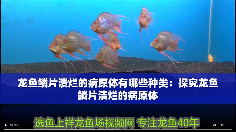 龍魚(yú)鱗片潰爛的病原體有哪些種類：探究龍魚(yú)鱗片潰爛的病原體