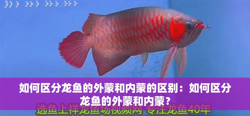 如何區分龍魚的外蒙和內蒙的區別：如何區分龍魚的外蒙和內蒙？