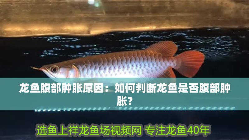 龍魚(yú)腹部腫脹原因：如何判斷龍魚(yú)是否腹部腫脹？