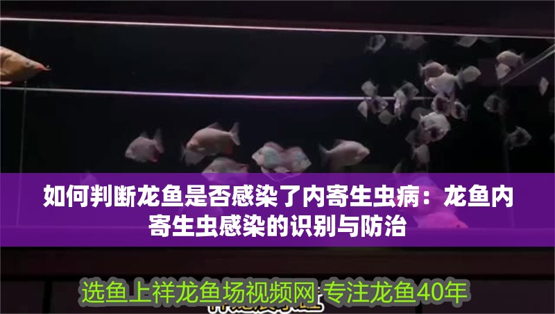 如何判斷龍魚是否感染了內寄生蟲病：龍魚內寄生蟲感染的識別與防治 如何判斷龍魚是否感染了內寄生蟲病：龍魚內寄生蟲感染的識別與防治 水族問答