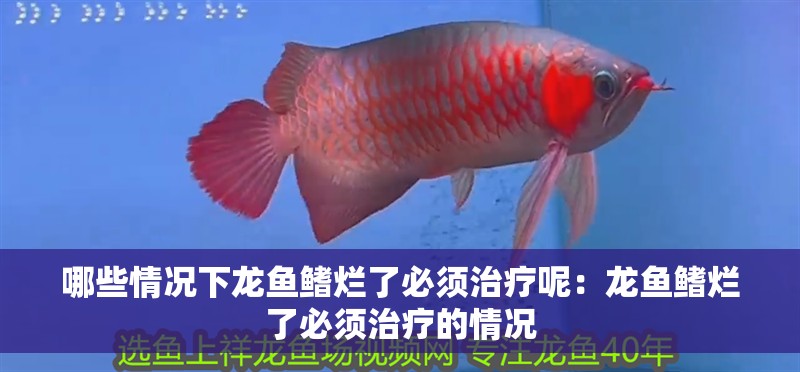 哪些情況下龍魚鰭爛了必須治療呢：龍魚鰭爛了必須治療的情況