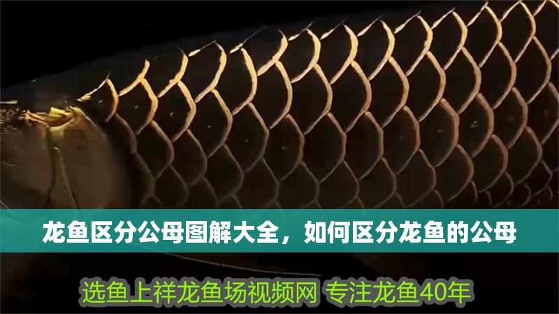 龍魚區分公母圖解大全，如何區分龍魚的公母