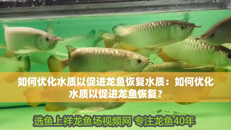如何優(yōu)化水質以促進龍魚恢復水質：如何優(yōu)化水質以促進龍魚恢復？