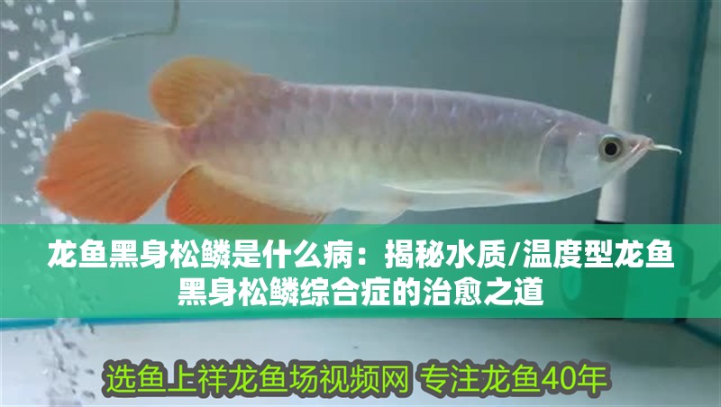 龍魚黑身松鱗是什么病：揭秘水質(zhì)/溫度型龍魚黑身松鱗綜合癥的治愈之道