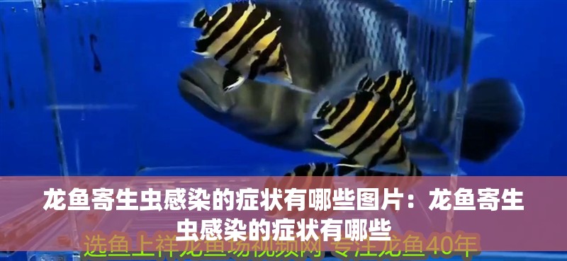 龍魚寄生蟲感染的癥狀有哪些圖片：龍魚寄生蟲感染的癥狀有哪些