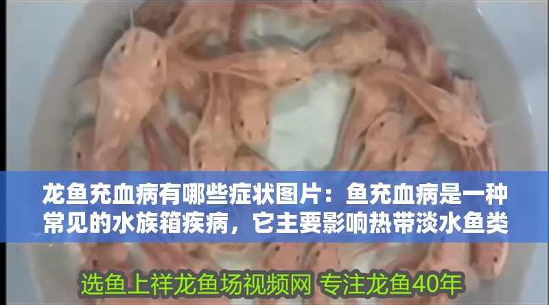 龍魚充血病有哪些癥狀圖片：魚充血病是一種常見的水族箱疾病，它主要影響熱帶淡水魚類，尤其是龍魚。這種疾病的癥狀通常表現(xiàn)為龍魚的體表、鰓部和鰭條出現(xiàn)異常的顏色變化。以下是對(duì)龍魚充血病癥狀的詳細(xì)描述