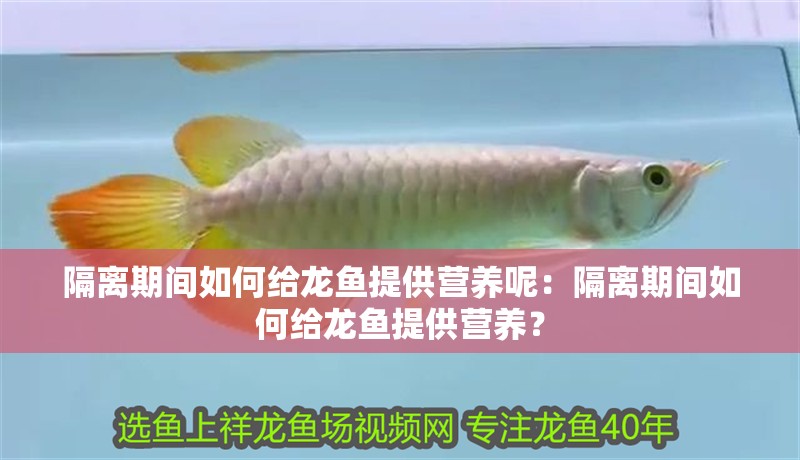 隔離期間如何給龍魚提供營養(yǎng)呢：隔離期間如何給龍魚提供營養(yǎng)？