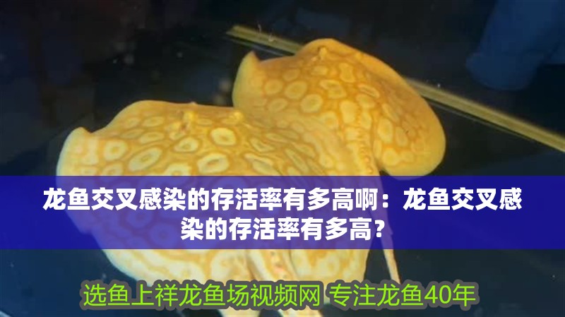 龍魚(yú)交叉感染的存活率有多高啊：龍魚(yú)交叉感染的存活率有多高？
