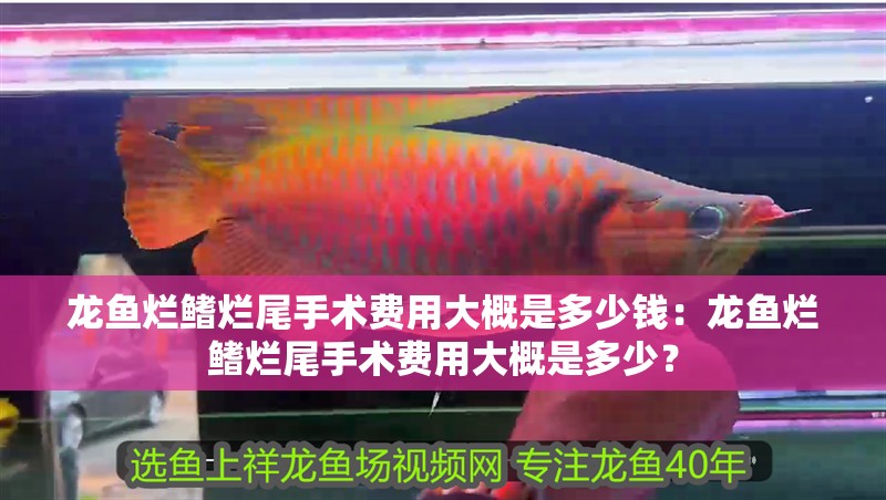 龍魚爛鰭爛尾手術費用大概是多少錢：龍魚爛鰭爛尾手術費用大概是多少？