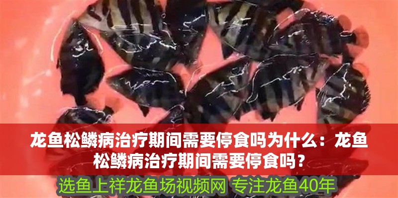 龍魚松鱗病治療期間需要停食嗎為什么：龍魚松鱗病治療期間需要停食嗎？