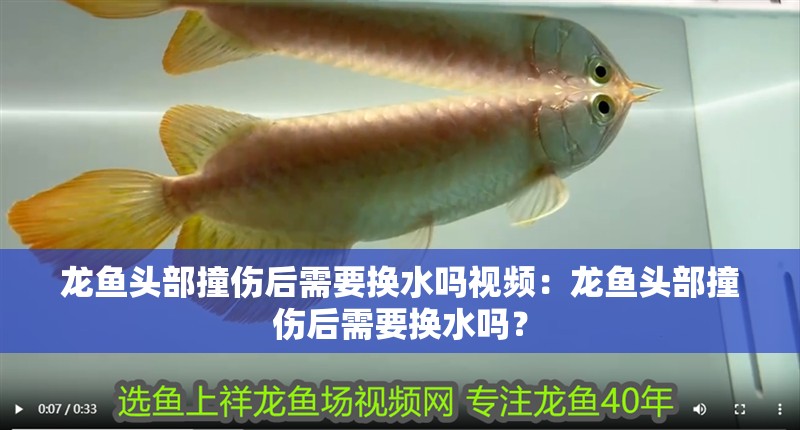 龍魚頭部撞傷后需要換水嗎視頻：龍魚頭部撞傷后需要換水嗎？