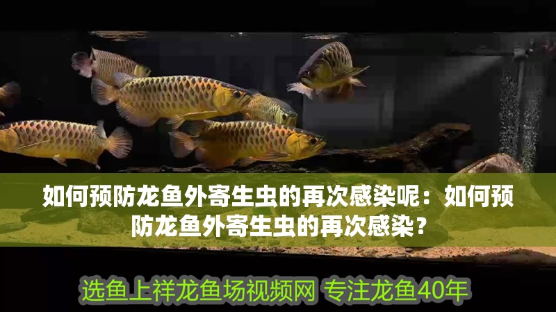 如何預(yù)防龍魚外寄生蟲的再次感染呢：如何預(yù)防龍魚外寄生蟲的再次感染？