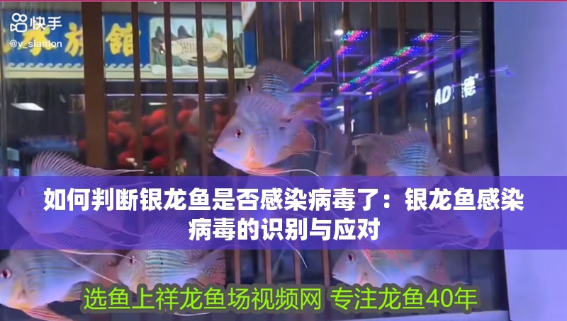 如何判斷銀龍魚是否感染病毒了：銀龍魚感染病毒的識別與應對