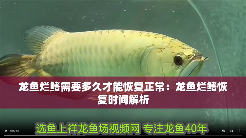 龍魚爛鰭需要多久才能恢復正常：龍魚爛鰭恢復時間解析
