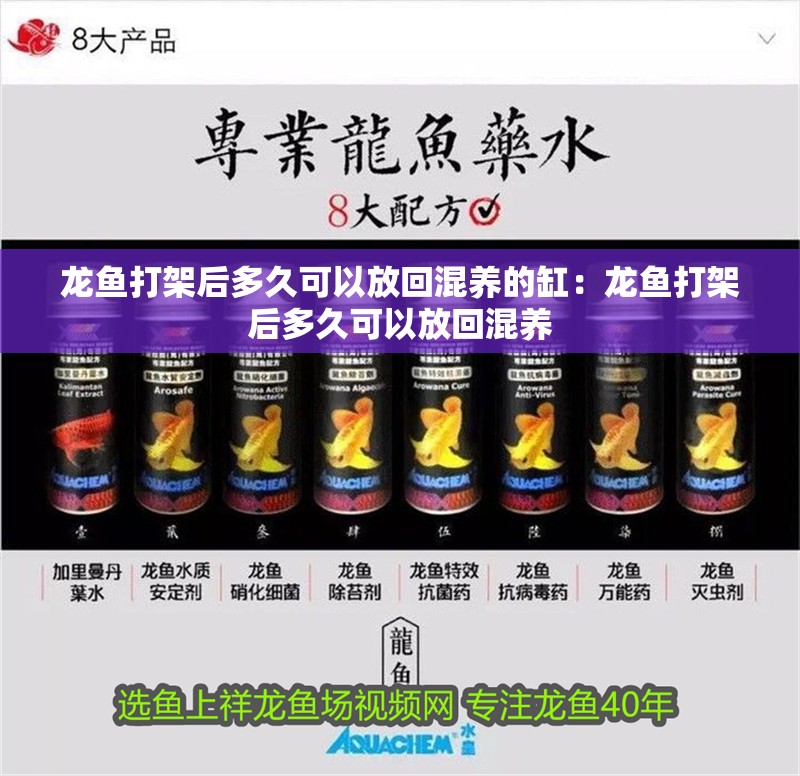 龍魚打架后多久可以放回混養的缸：龍魚打架后多久可以放回混養