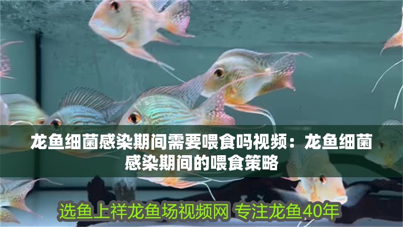 龍魚細菌感染期間需要喂食嗎視頻：龍魚細菌感染期間的喂食策略