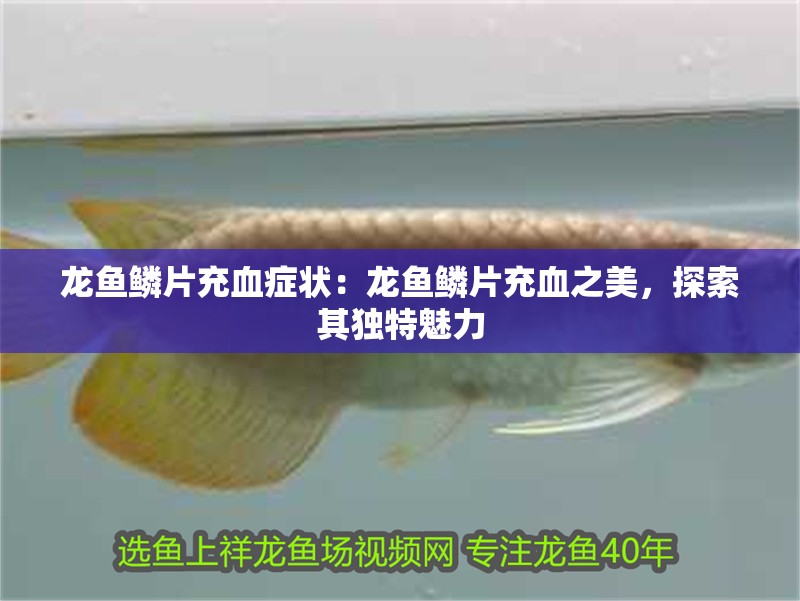 龍魚鱗片充血癥狀：龍魚鱗片充血之美，探索其獨特魅力 龍魚鱗片充血癥狀：龍魚鱗片充血之美，探索其獨特魅力 水族問答