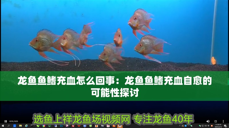 龍魚魚鰭充血怎么回事：龍魚魚鰭充血自愈的可能性探討