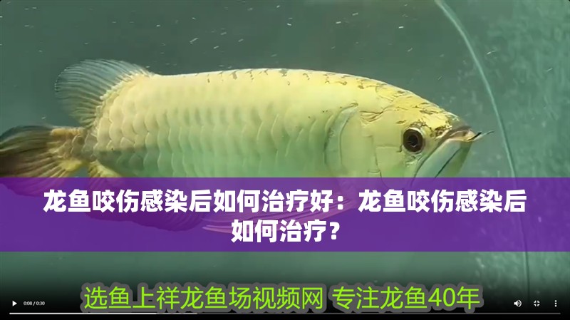 龍魚咬傷感染后如何治療好：龍魚咬傷感染后如何治療？