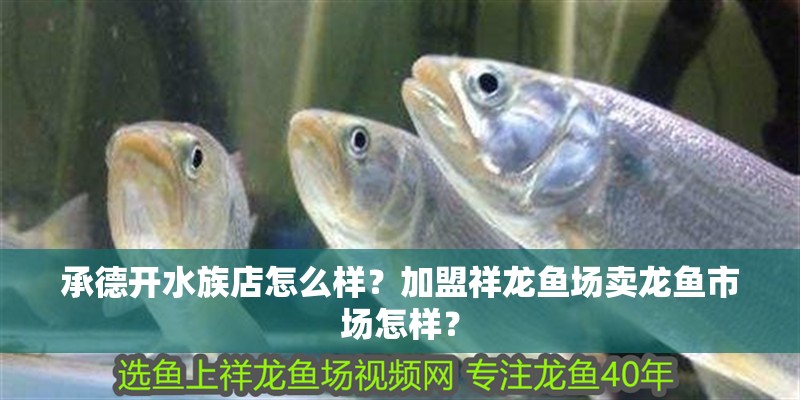 承德開水族店怎么樣？加盟祥龍魚場(chǎng)賣龍魚市場(chǎng)怎樣？