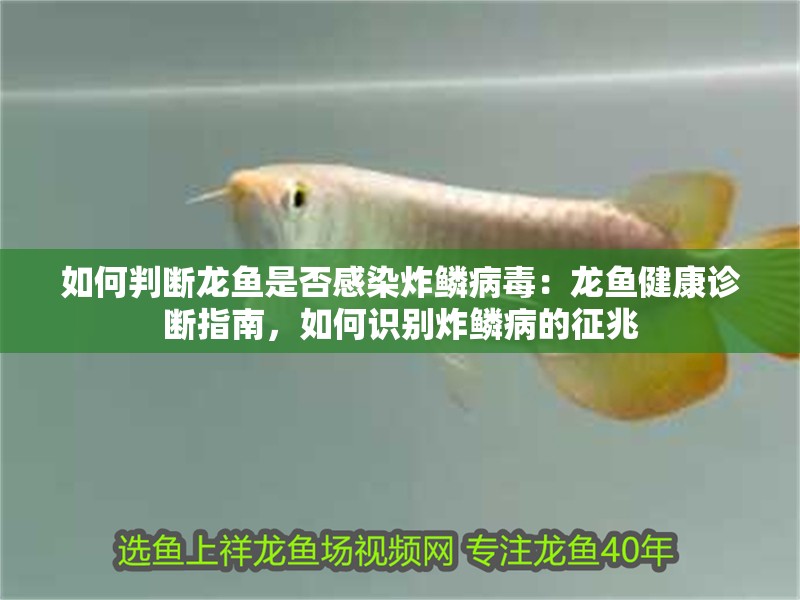 如何判斷龍魚是否感染炸鱗病毒：龍魚健康診斷指南，如何識(shí)別炸鱗病的征兆