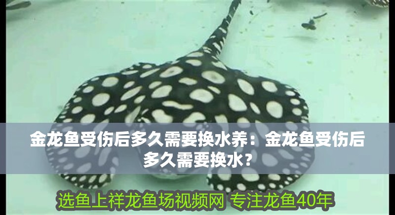 金龍魚受傷后多久需要換水養(yǎng)：金龍魚受傷后多久需要換水？