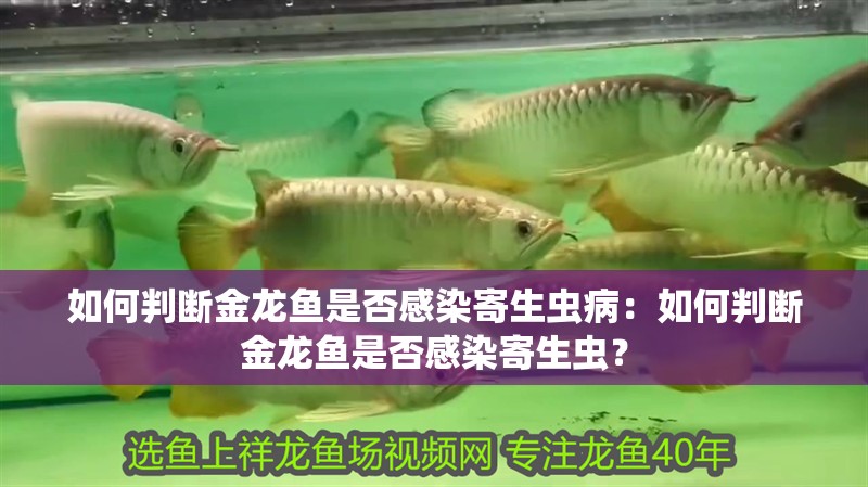 如何判斷金龍魚是否感染寄生蟲病：如何判斷金龍魚是否感染寄生蟲？