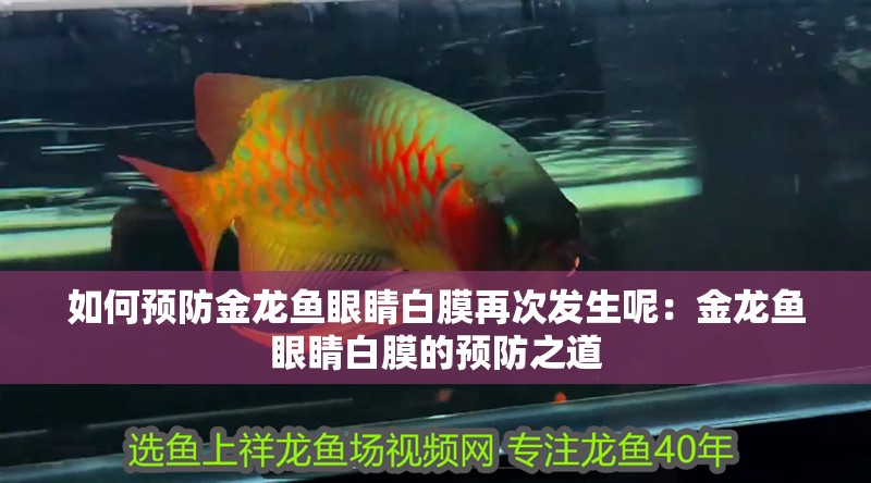 如何預(yù)防金龍魚眼睛白膜再次發(fā)生呢：金龍魚眼睛白膜的預(yù)防之道