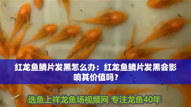 紅龍魚鱗片發(fā)黑怎么辦：紅龍魚鱗片發(fā)黑會(huì)影響其價(jià)值嗎？