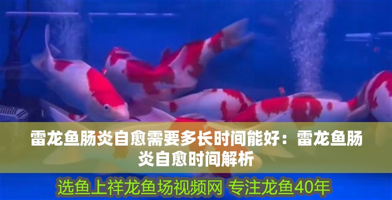 雷龍魚腸炎自愈需要多長(zhǎng)時(shí)間能好：雷龍魚腸炎自愈時(shí)間解析