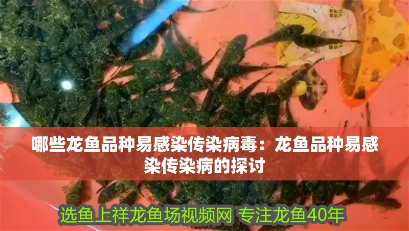 哪些龍魚品種易感染傳染病毒：龍魚品種易感染傳染病的探討