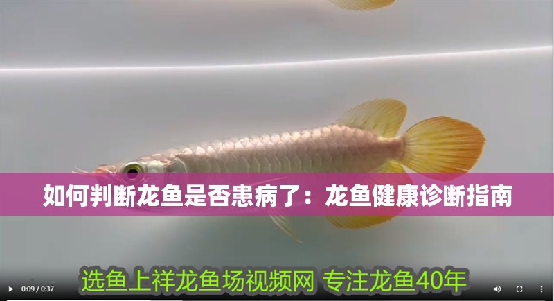 如何判斷龍魚是否患病了：龍魚健康診斷指南