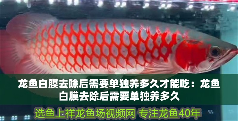 龍魚白膜去除后需要單獨養多久才能吃：龍魚白膜去除后需要單獨養多久