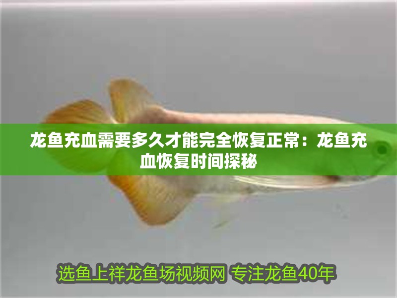 龍魚充血需要多久才能完全恢復正常：龍魚充血恢復時間探秘