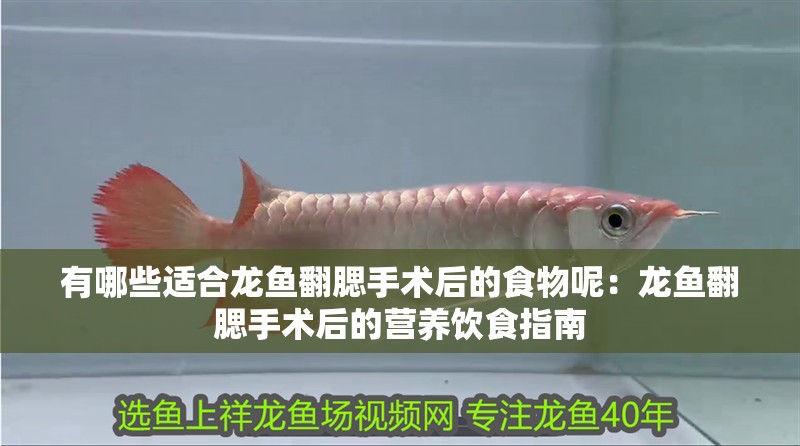 有哪些適合龍魚翻腮手術后的食物呢：龍魚翻腮手術后的營養飲食指南