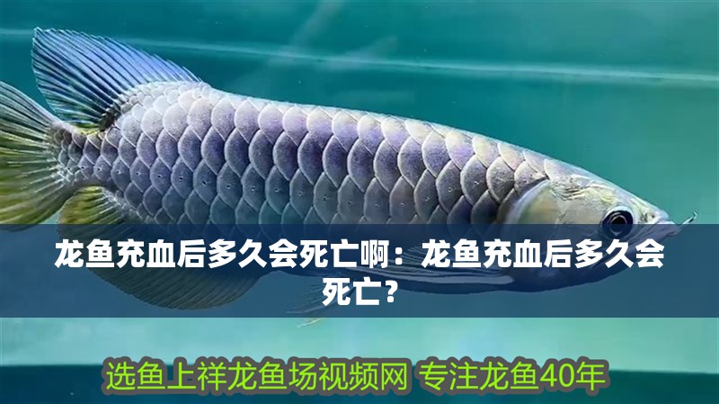 龍魚充血后多久會死亡啊：龍魚充血后多久會死亡？