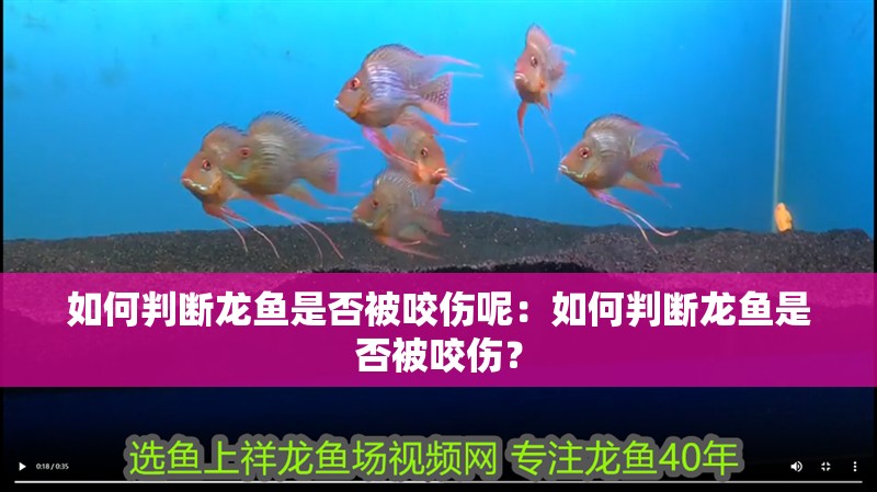 如何判斷龍魚是否被咬傷呢：如何判斷龍魚是否被咬傷？