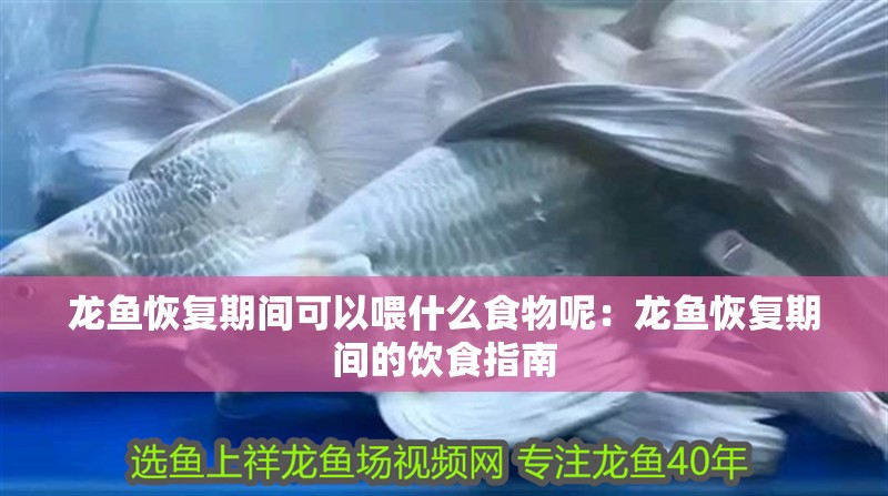 龍魚恢復期間可以喂什么食物呢：龍魚恢復期間的飲食指南