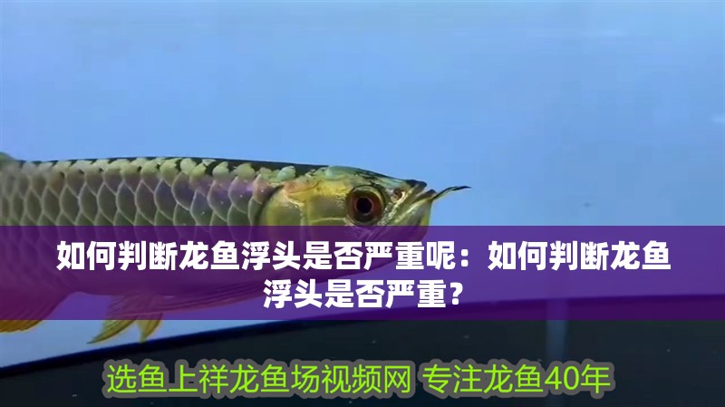 如何判斷龍魚浮頭是否嚴重呢：如何判斷龍魚浮頭是否嚴重？