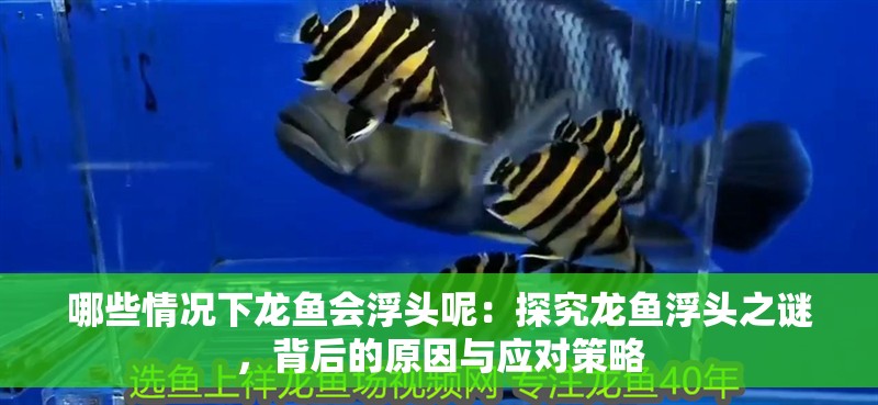 哪些情況下龍魚會浮頭呢：探究龍魚浮頭之謎，背后的原因與應(yīng)對策略